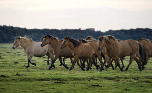 Horse riding